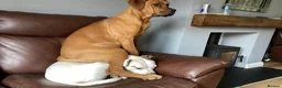 Mixed Breed dogs for sale: 8 month old Doberman cross cane corso - Advert 2