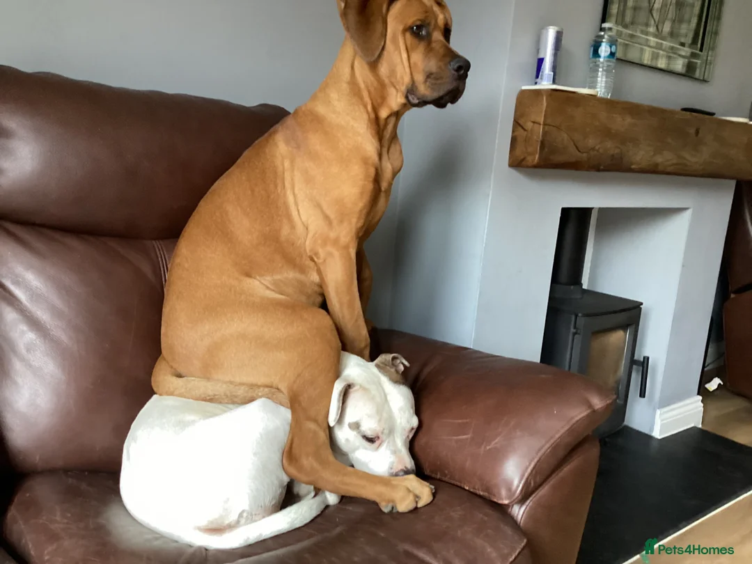 Mixed Breed dogs for sale: 8 month old Doberman cross cane corso - Advert 2