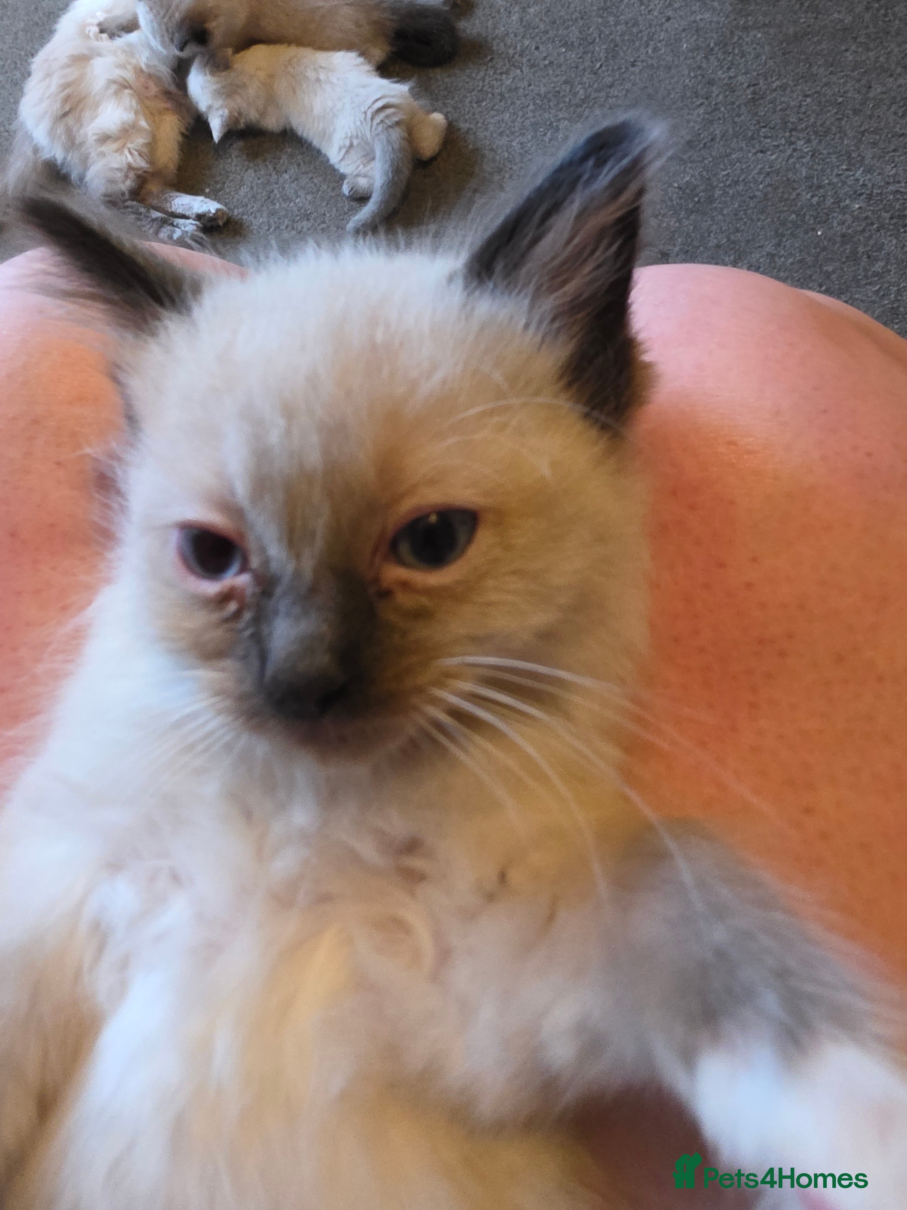 Ragdoll cats for sale: Gorgeous ragdoll kittens  - Advert 3