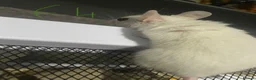 Mouse rodents for sale: Multimammates  - Advert 12