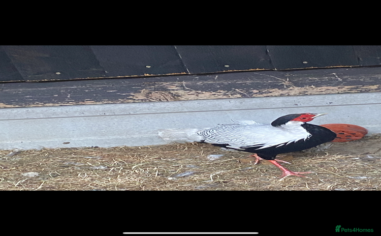 Pheasants poultry - Advert 2