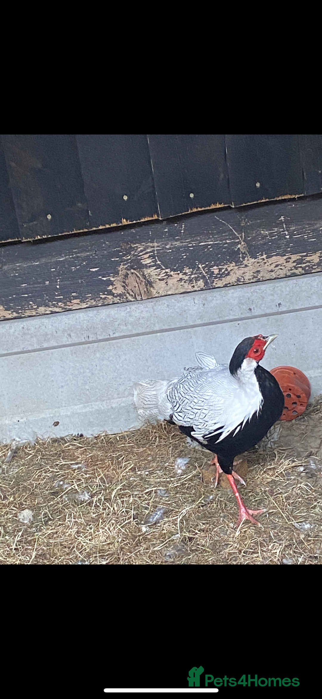 Pheasants poultry for sale: Silver pheasants males  - Image 1