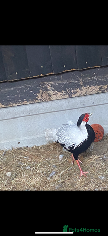 Pheasants poultry - Advert 9