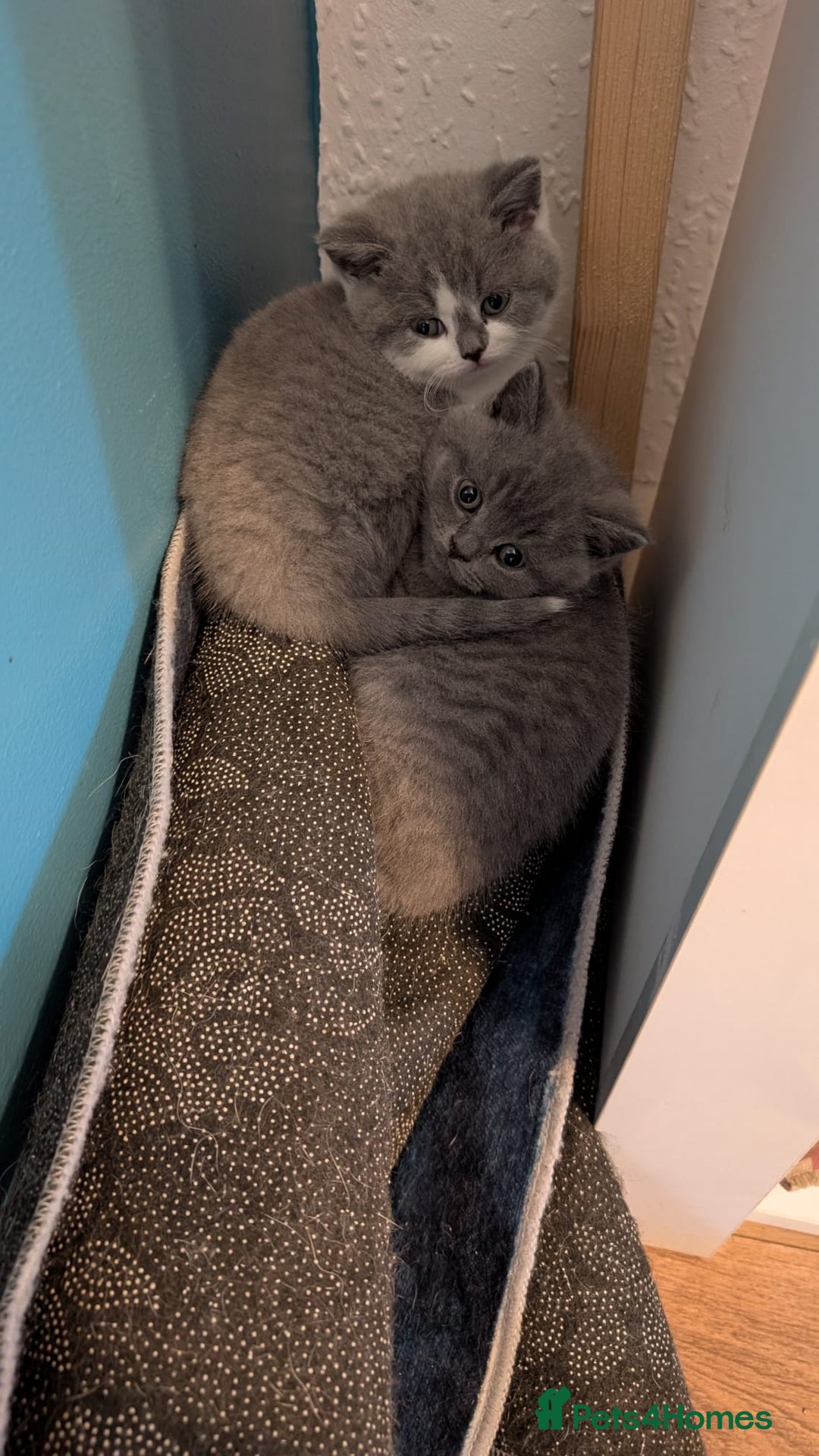 British Shorthair cats for sale: Stunning pedigree British short hair kittens  - Advert 18