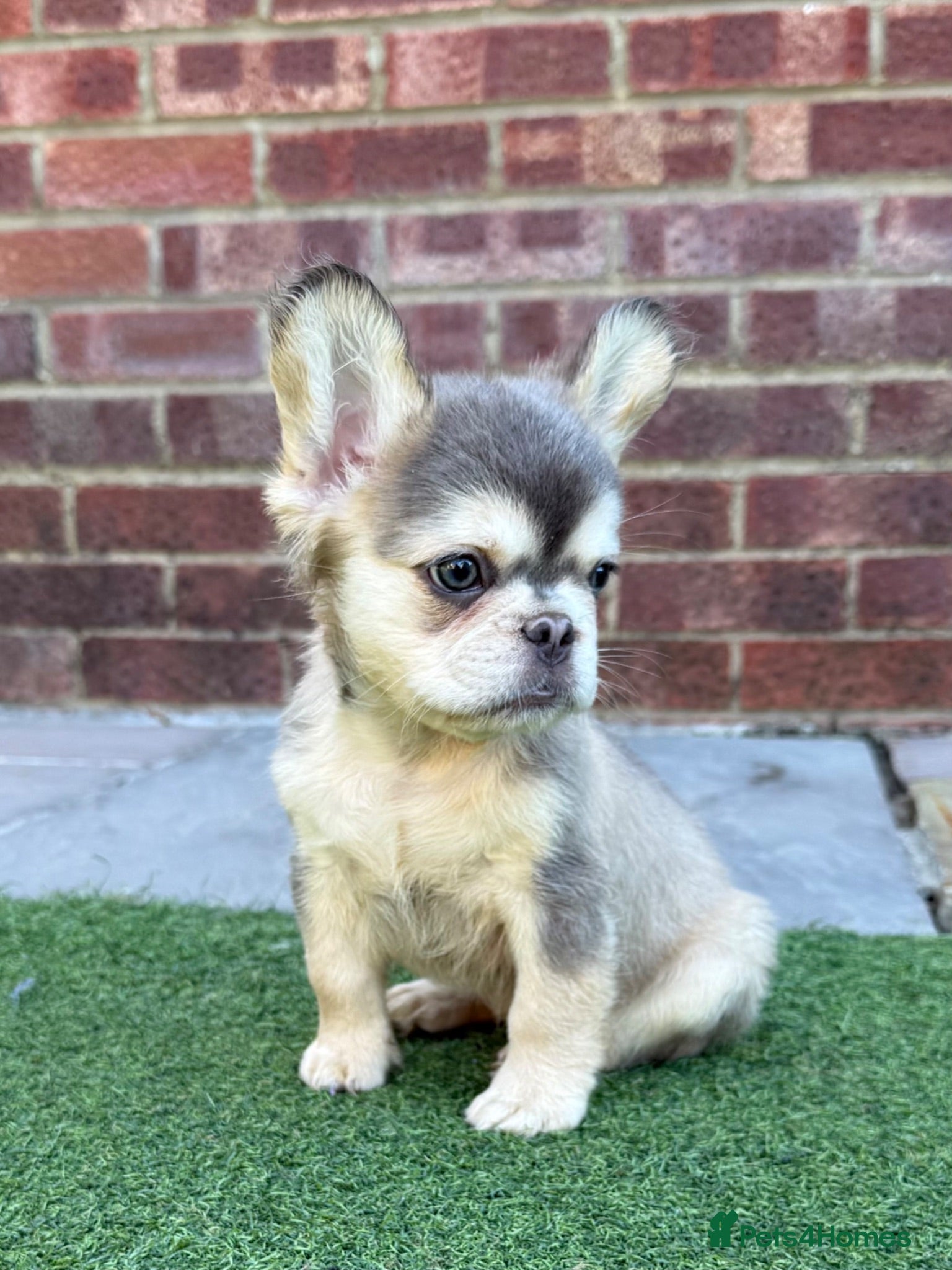 French Bulldog dogs Beautiful French bulldog pups 🩵 - Advert 18