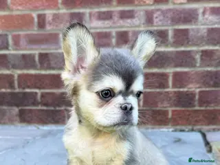French Bulldog dogs Beautiful French bulldog pups 🩵 - Advert 18