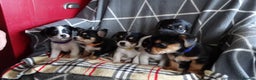 Jack Russell dogs for sale: Beautiful Jack Russell/chihuahua mix puppies - Advert 4