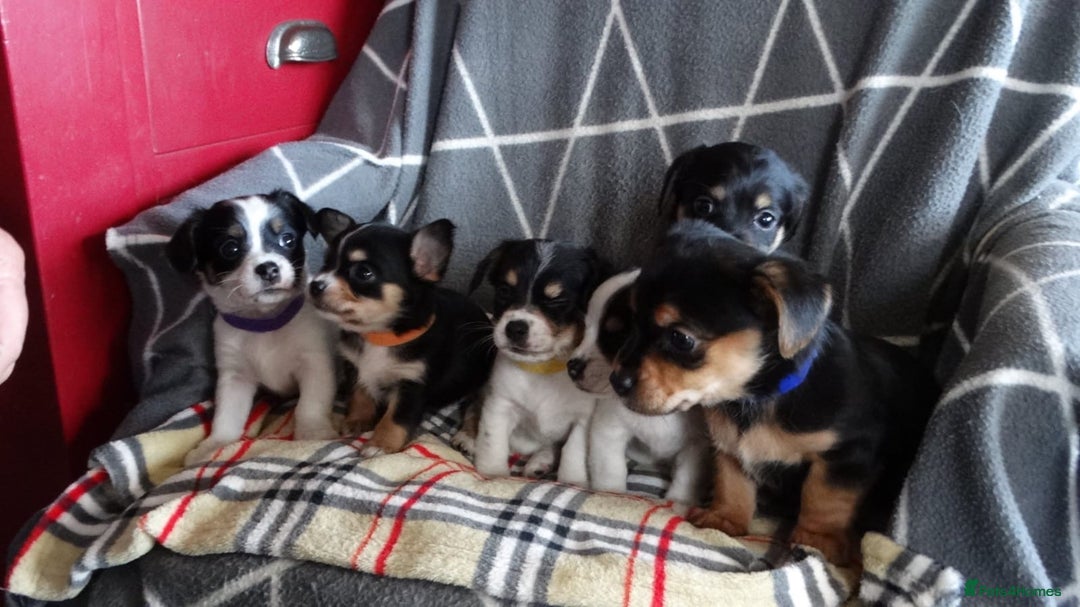 Jack Russell dogs for sale: Beautiful Jack Russell/chihuahua mix puppies - Advert 4