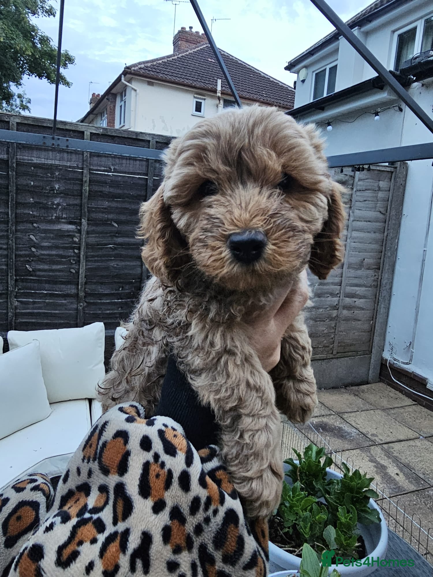 Cockapoo dogs F2B miniature Cockapoo puppies - Advert 7