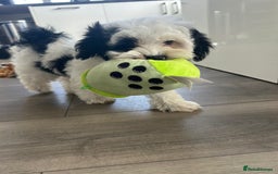 Havanese dogs for sale: Show quality litter of kc reg havanese puppies in Lincoln - Image 3