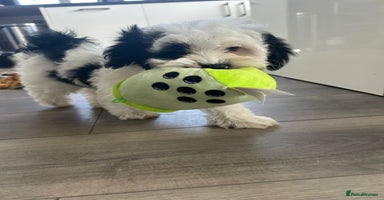 Havanese dogs in Lincoln - Advert 2