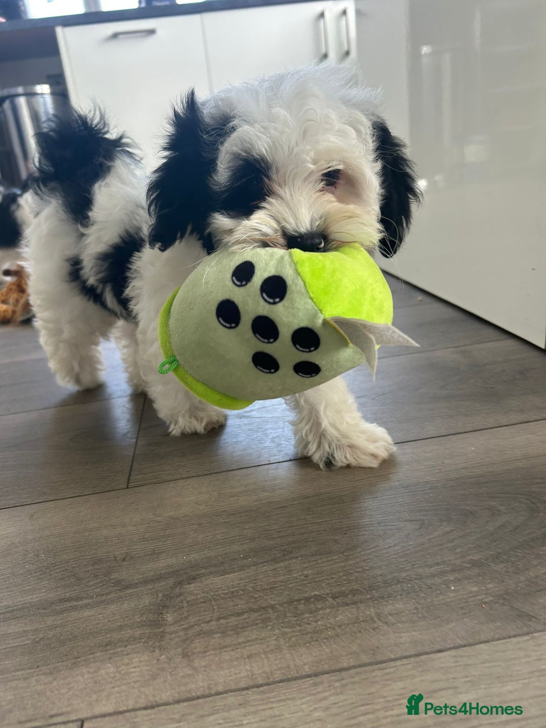 Havanese dogs for sale: Show quality litter of kc reg havanese puppies in Lincoln - Image 3