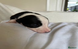 Whippet dogs for sale: Whippet/bedlington + whippet/collie - Image 13