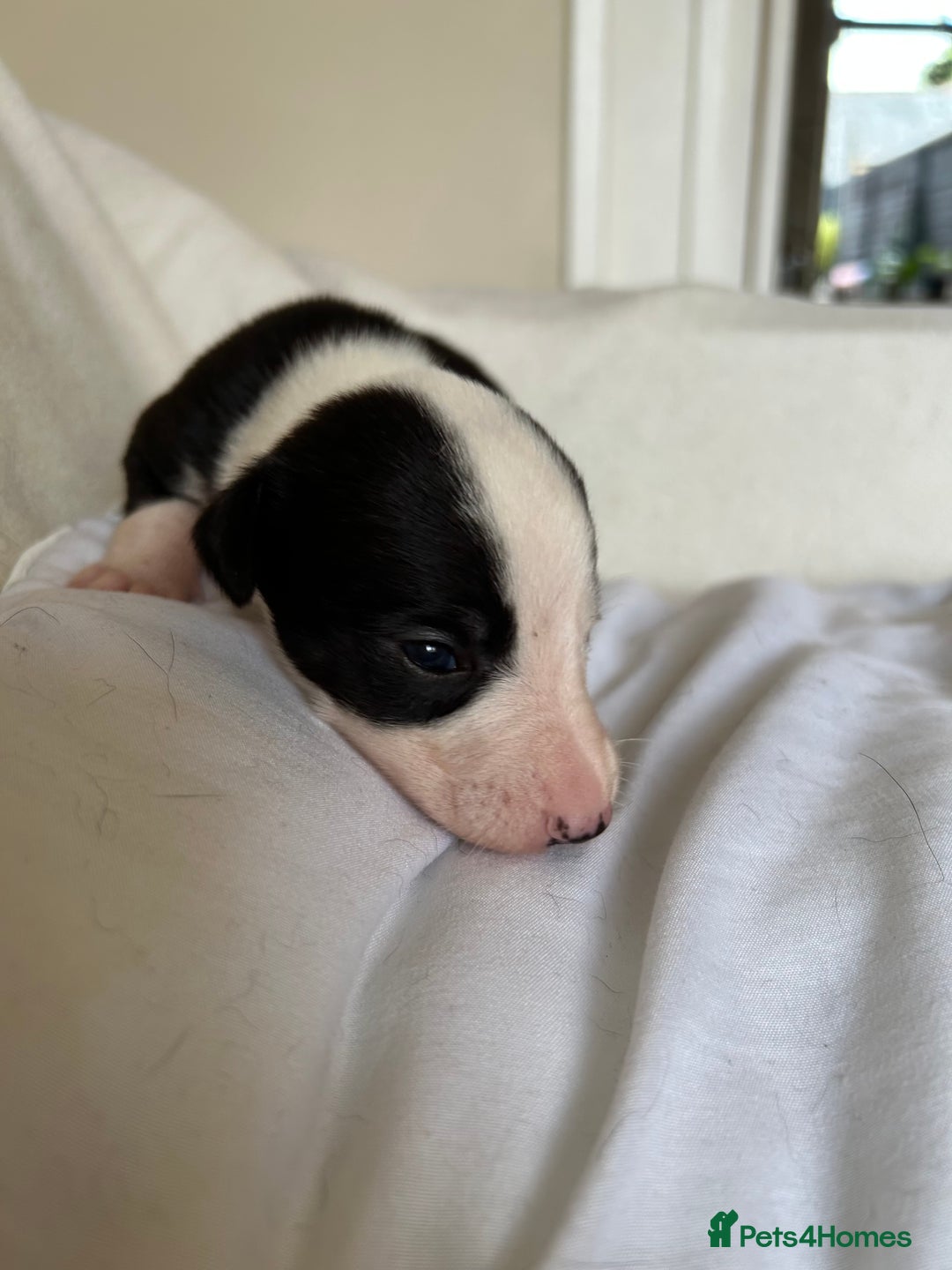 Whippet dogs for sale: Whippet/bedlington + whippet/collie - Image 13