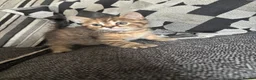 Mixed Breed cats for sale: 6 beautiful kittens  - Advert 19
