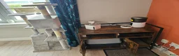 Sphynx cats for sale: Bonded female sphynx  - Advert 2