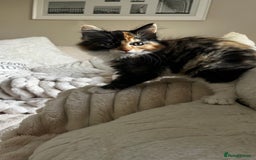 Ragcoon cats for sale: Beautiful ragcoon kittens - Image 21