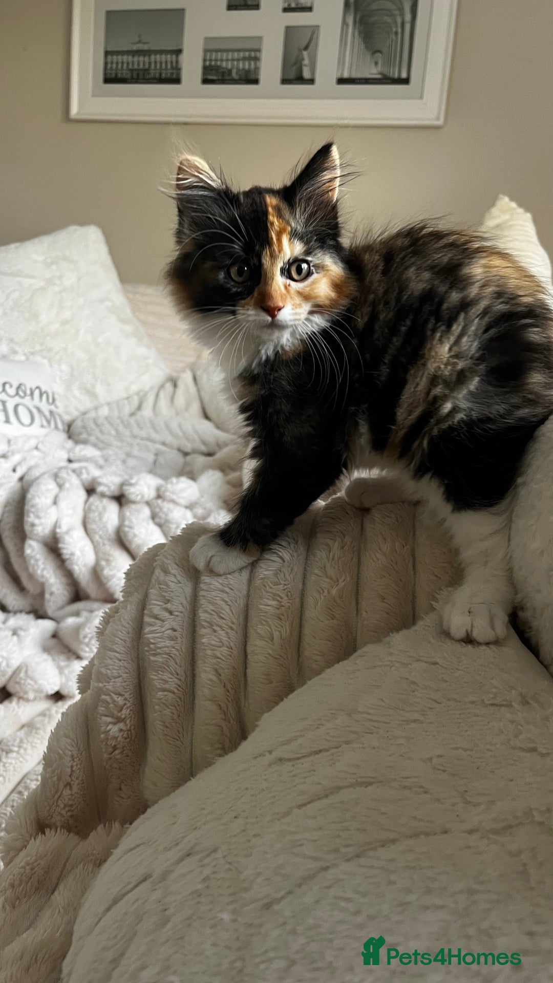 Ragcoon cats for sale: Beautiful ragcoon kittens - Image 21