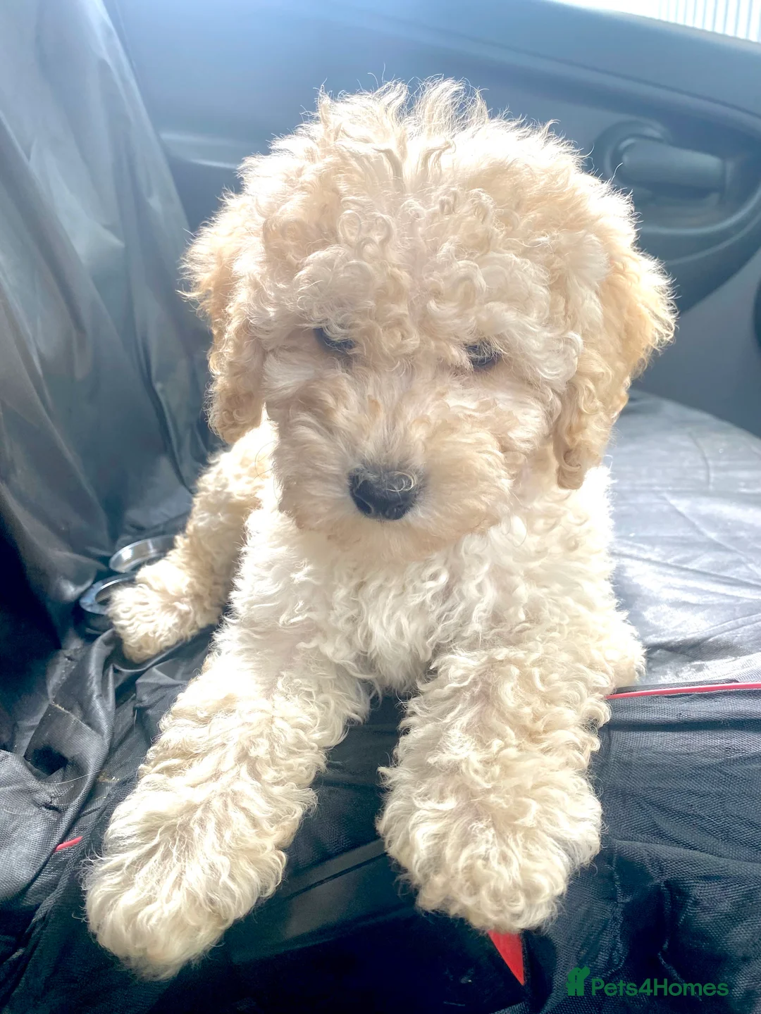 Cockapoo dogs for stud: Ralf.  in Dunfermline - Advert 11