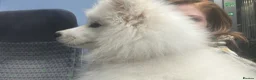 Samoyed dogs for sale: Girl Samoyed puppie  - Advert 4