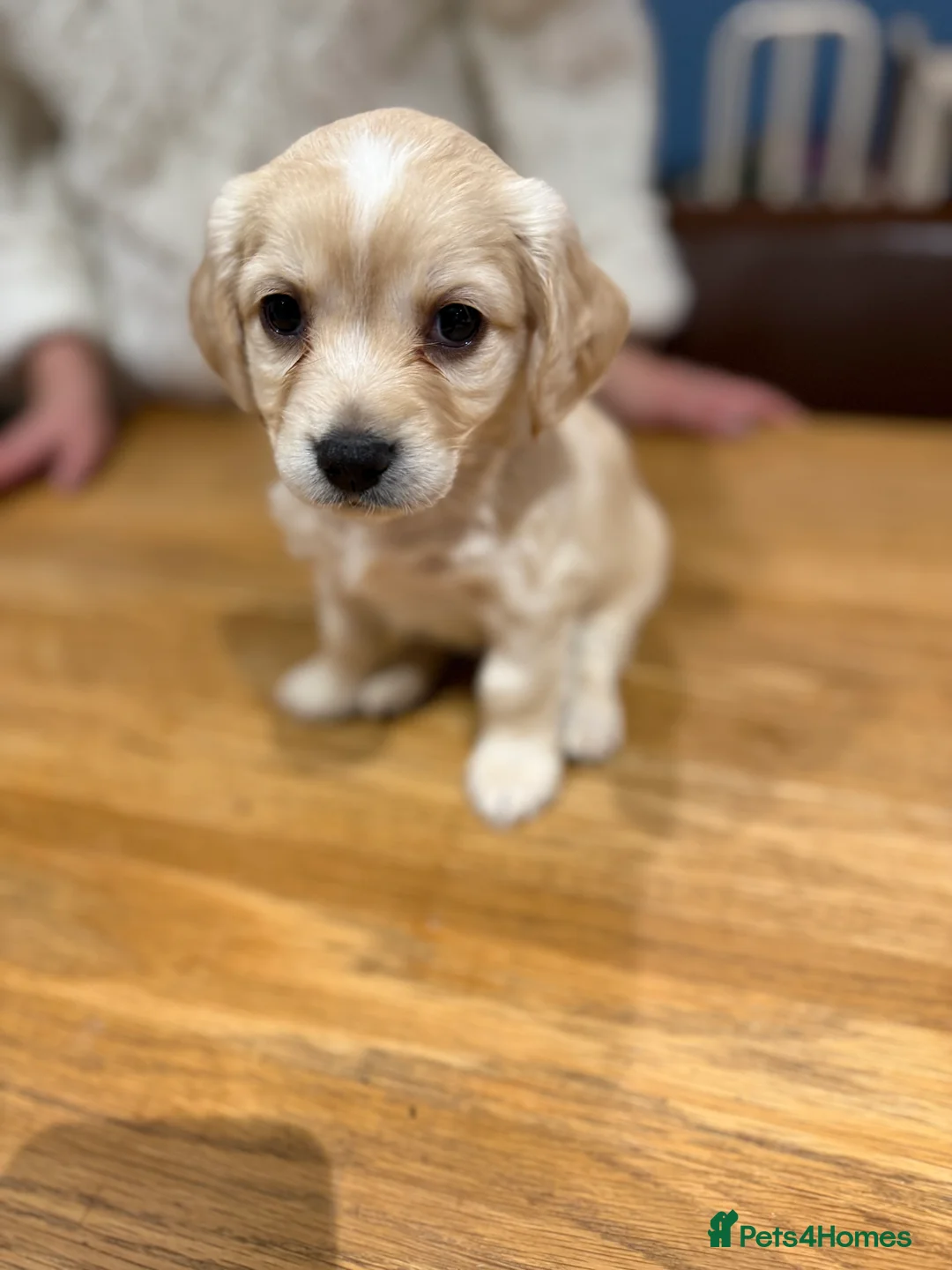 Mixed Breed dogs for sale: Chi-spaniels  - Advert 20