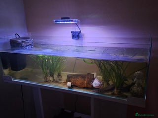 Axolotl reptiles - Advert 11
