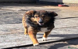 Mixed Breed dogs for adoption: Meet Charlie - a Lovely old boy, for a loving Home - Image 31