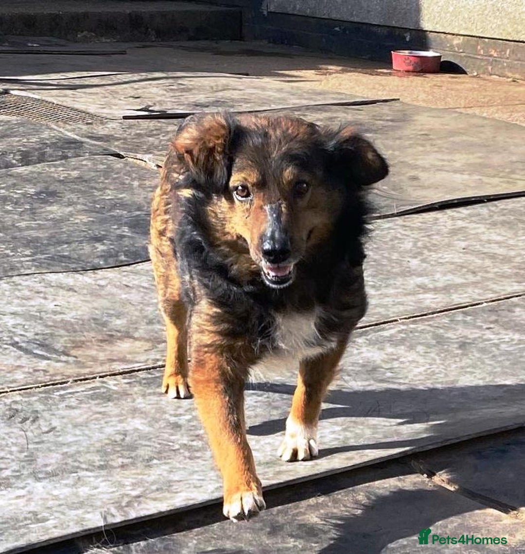 Mixed Breed dogs for adoption: Meet Charlie - a Lovely old boy, for a loving Home - Image 31