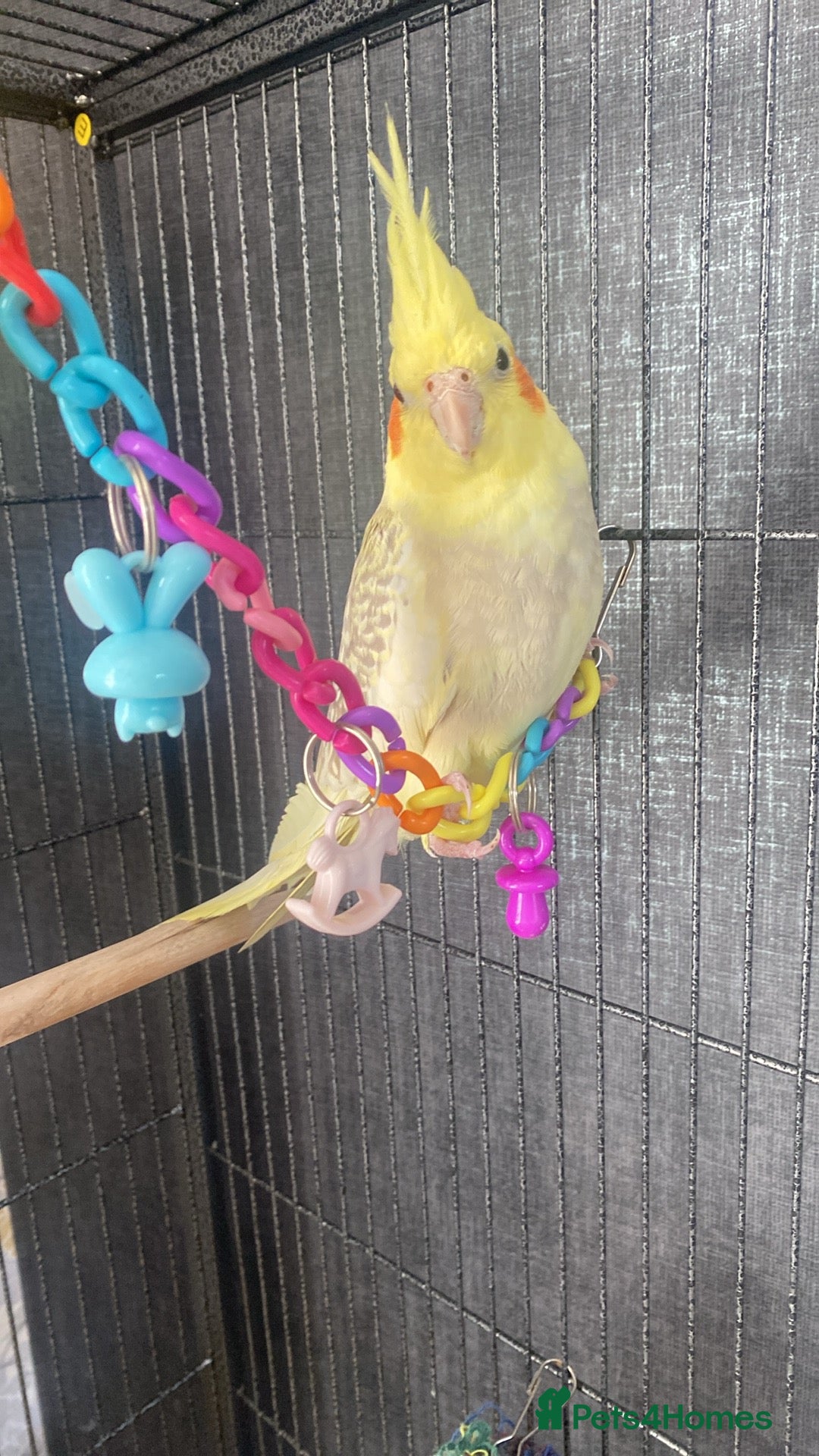 Cockatiels birds Cockatiel male - Advert 5