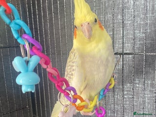 Cockatiels birds Cockatiel male - Advert 1