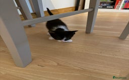 British Shorthair cats for sale: 7 kittens short hair - Image 3