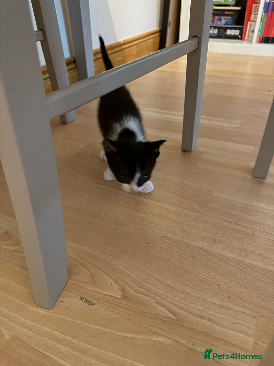British Shorthair cats for sale: 7 kittens short hair - Image 3