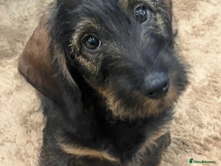 Dachshund dogs Standard Wire hair Dachshund Puppy - Advert 1