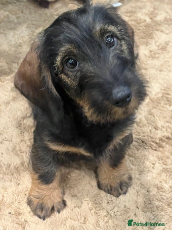 Dachshund dogs Standard Wire hair Dachshund Puppy - Advert 4
