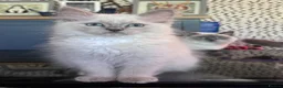 Ragdoll cats for sale: Ragkins ragdolls  and cherubims Kittens   - Advert 31
