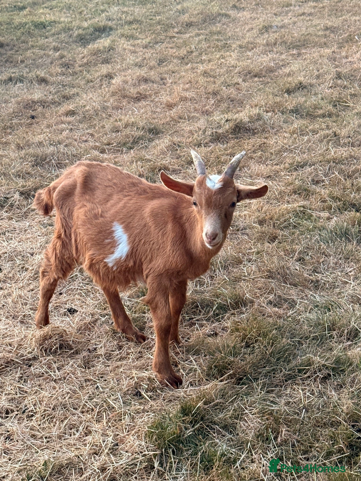 Goats livestock Registered Horned Guernsey Billy Kid - Advert 9
