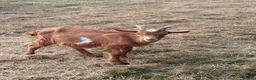 Goats livestock for sale: Registered Horned Guernsey Billy Kid - Advert 1