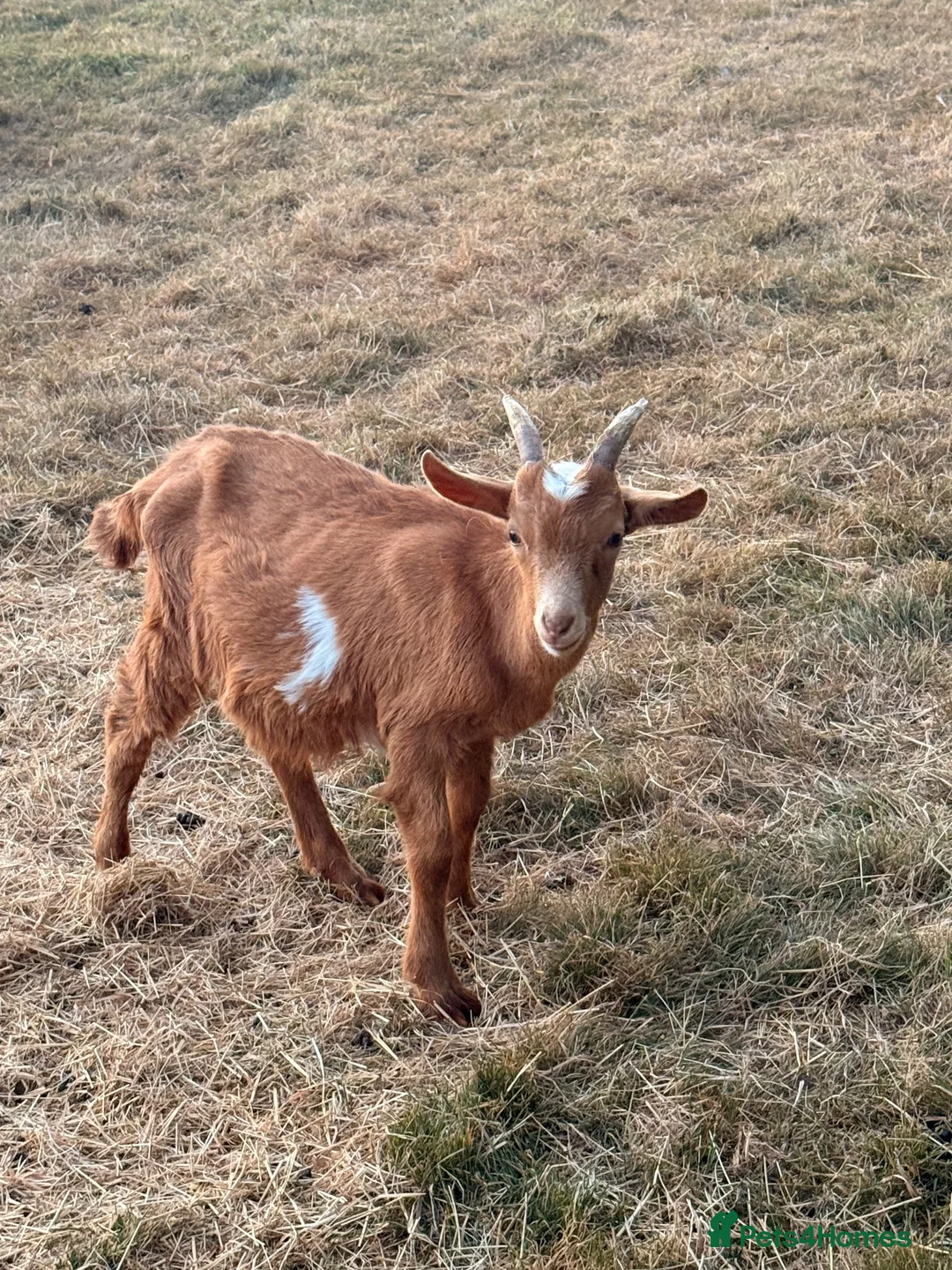 Goats livestock for sale: Registered Horned Guernsey Billy Kid - Advert 1