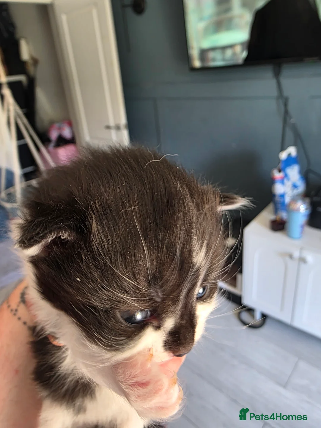 Domestic Shorthair cats for sale: 3 lovely girl kittens  - Advert 2