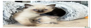 Ragdoll Kitten 3