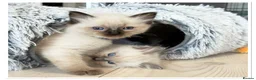 Ragdoll cats for sale: 4 Stunning male pure ragdoll kittens  - Advert 5