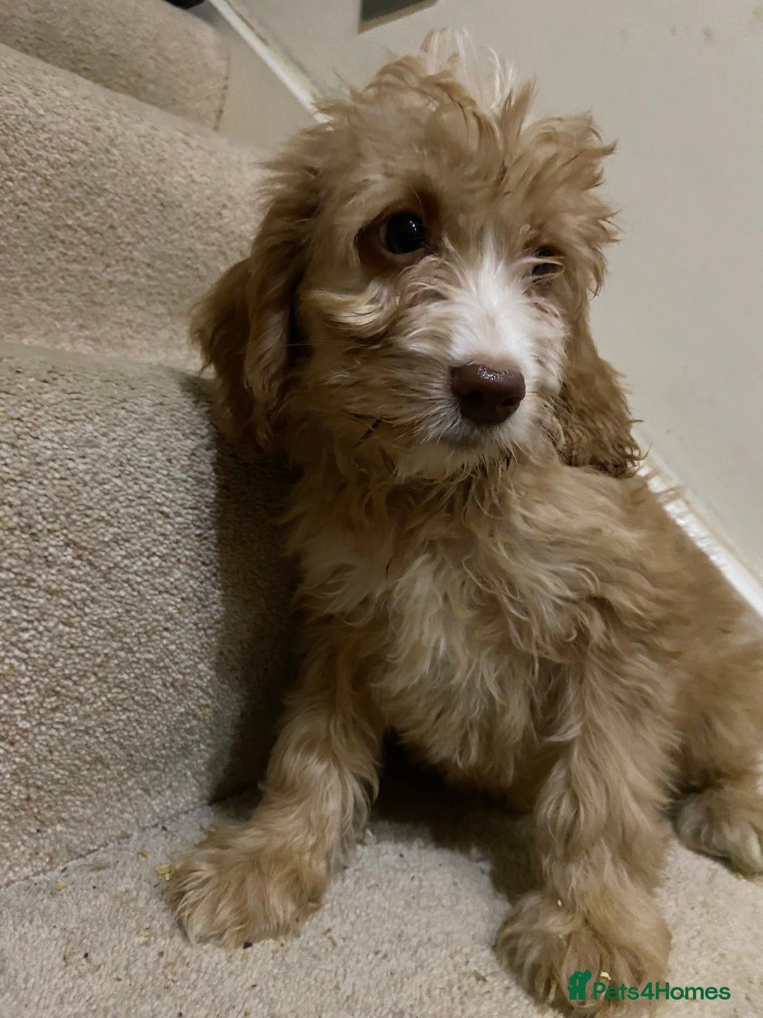 Cockapoo dogs for sale: F1 cockapoo PRA hereditary clear  - Image 5