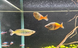 Rainbow Fish fish for sale: 3x Boesemani Rainbowfish Tropical Aquarium Fish - Image 5