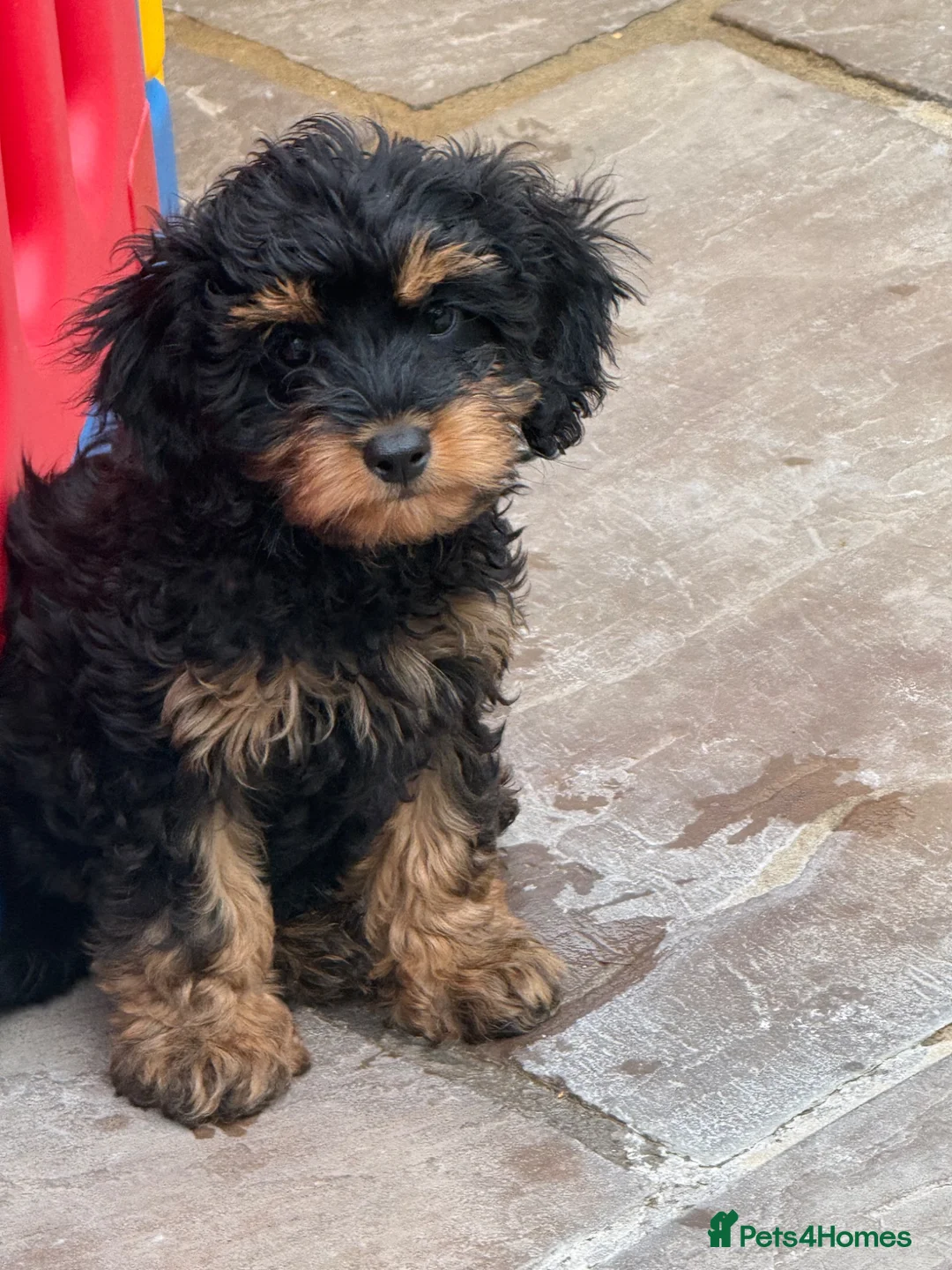 Cavapoo dogs for sale: f1 Cavapoos DNA, heart and eye tested parents  - Advert 1