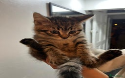 American Shorthair cats for sale: Kitten for sale  - Image 1