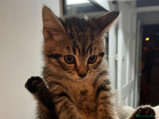 American Shorthair cats - Advert 7