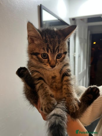 American Shorthair cats - Advert 1