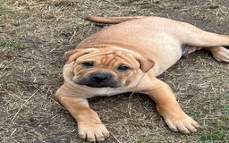 Mixed Breed dogs for sale: Bull Pei puppies - Advert 2