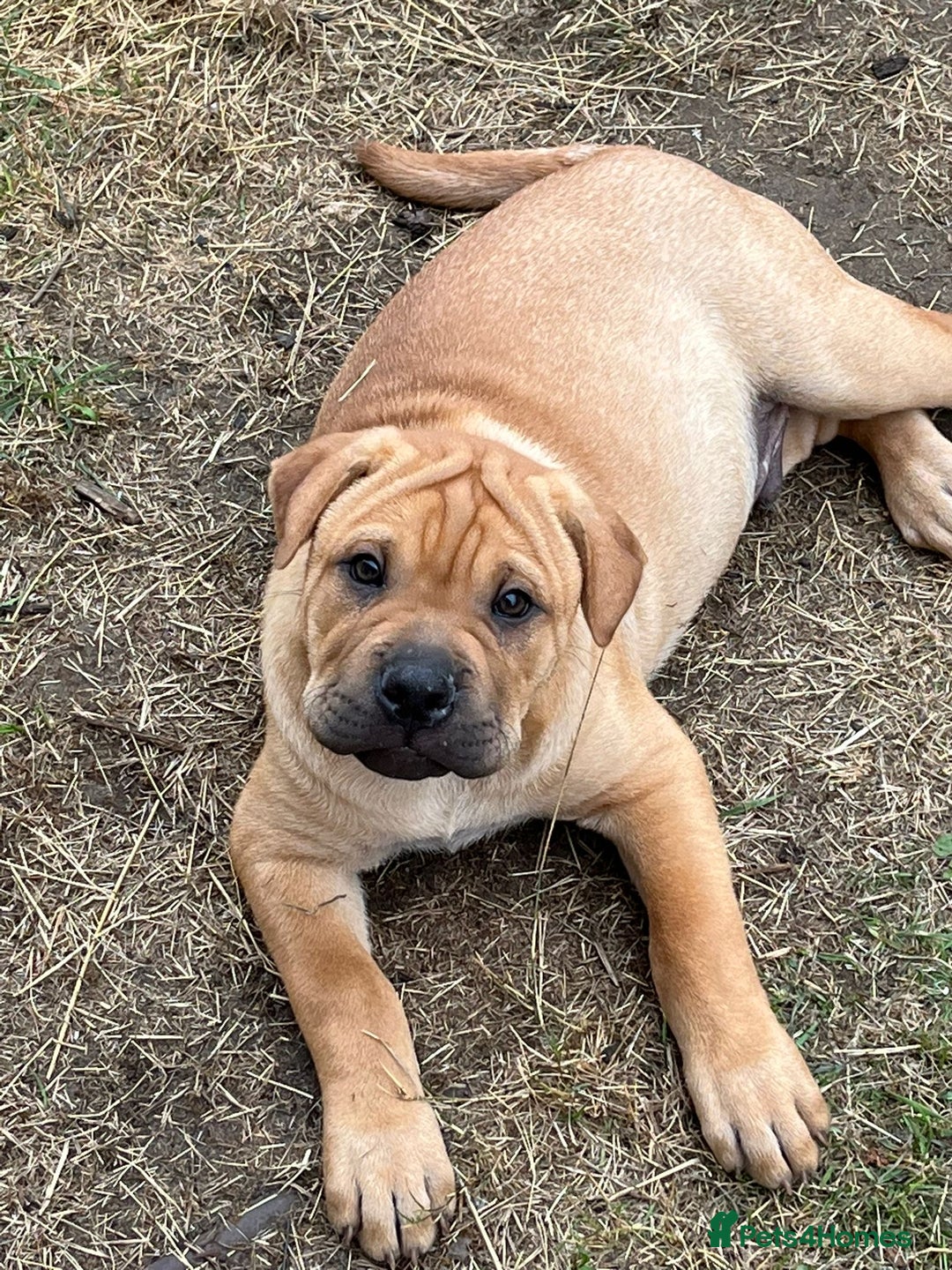 Mixed Breed dogs for sale: Bull Pei puppies - Advert 2