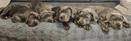 Cane Corso dogs for sale: Purebreed Cane Corso  - Advert 2